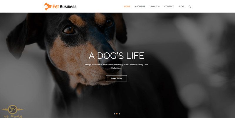 طراحی وب سایت حیوانات خانگی